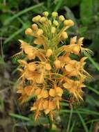 Image of Yellow fringed orchid