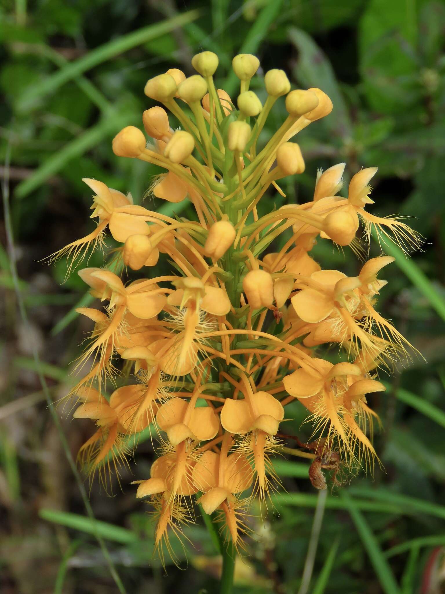 Image of Yellow fringed orchid