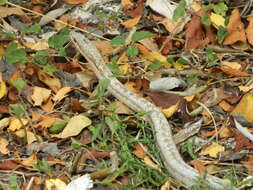 Image of Antiguan Racer