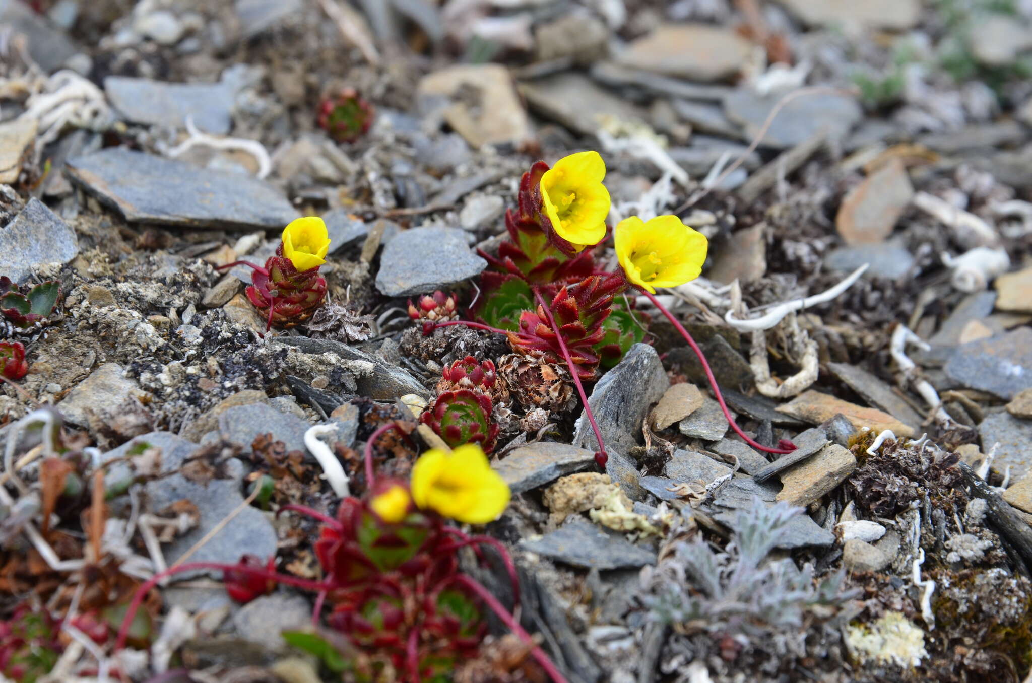 Image of broadsepal saxifrage