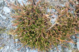 Image of white arctic mountain heather