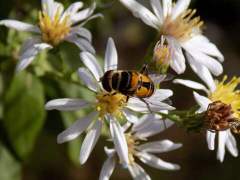 صورة Palpada agrorum (Fabricius 1787)