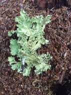 Image of Oregon lung lichen