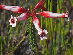 Image of Erica aristata Andr.