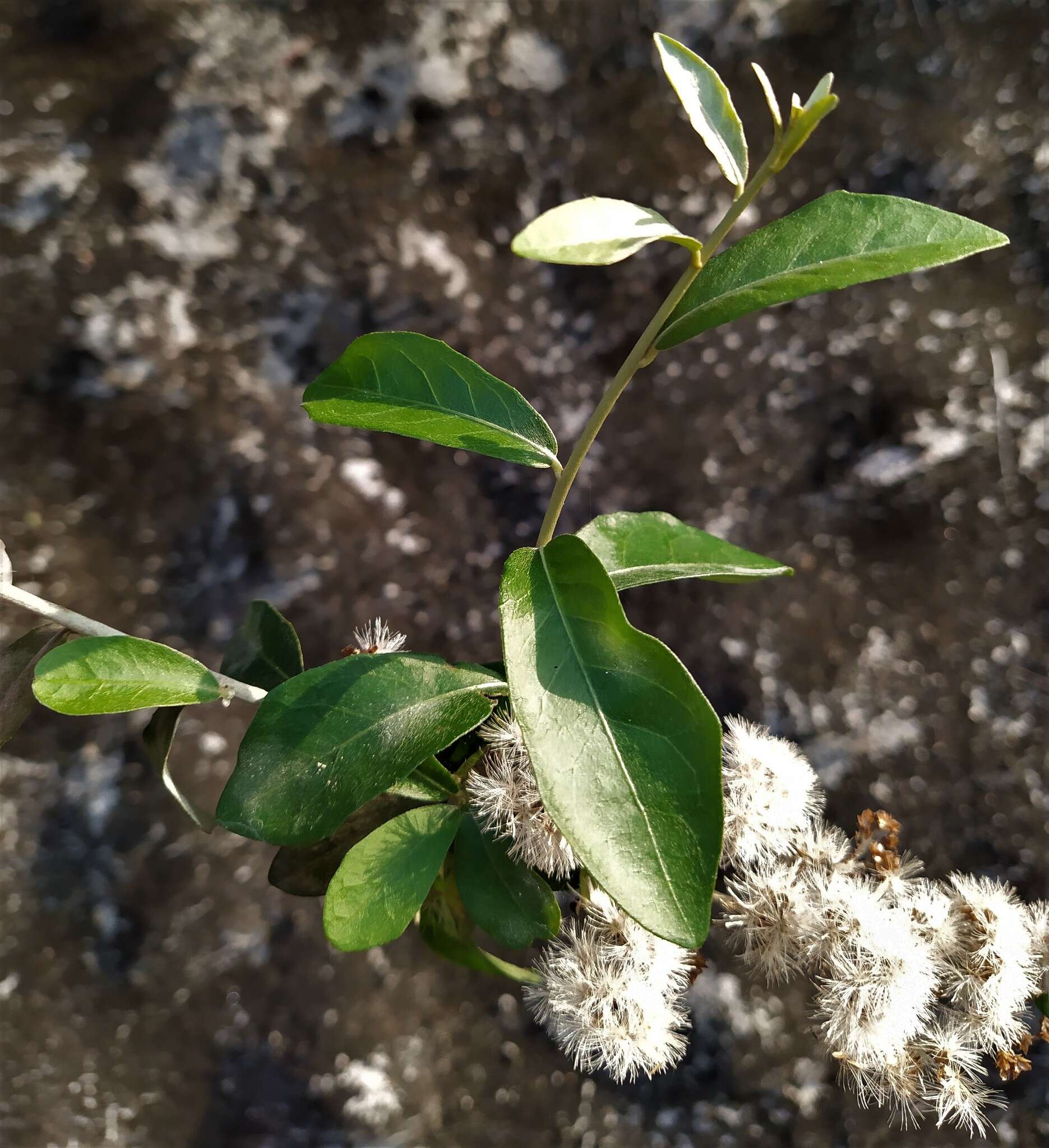 Image of Decaneuropsis gratiosa (Hance) H. Rob. & Skvarla