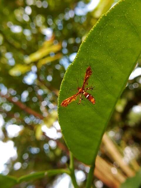 Deuterocopus planeta Meyrick 1908 resmi