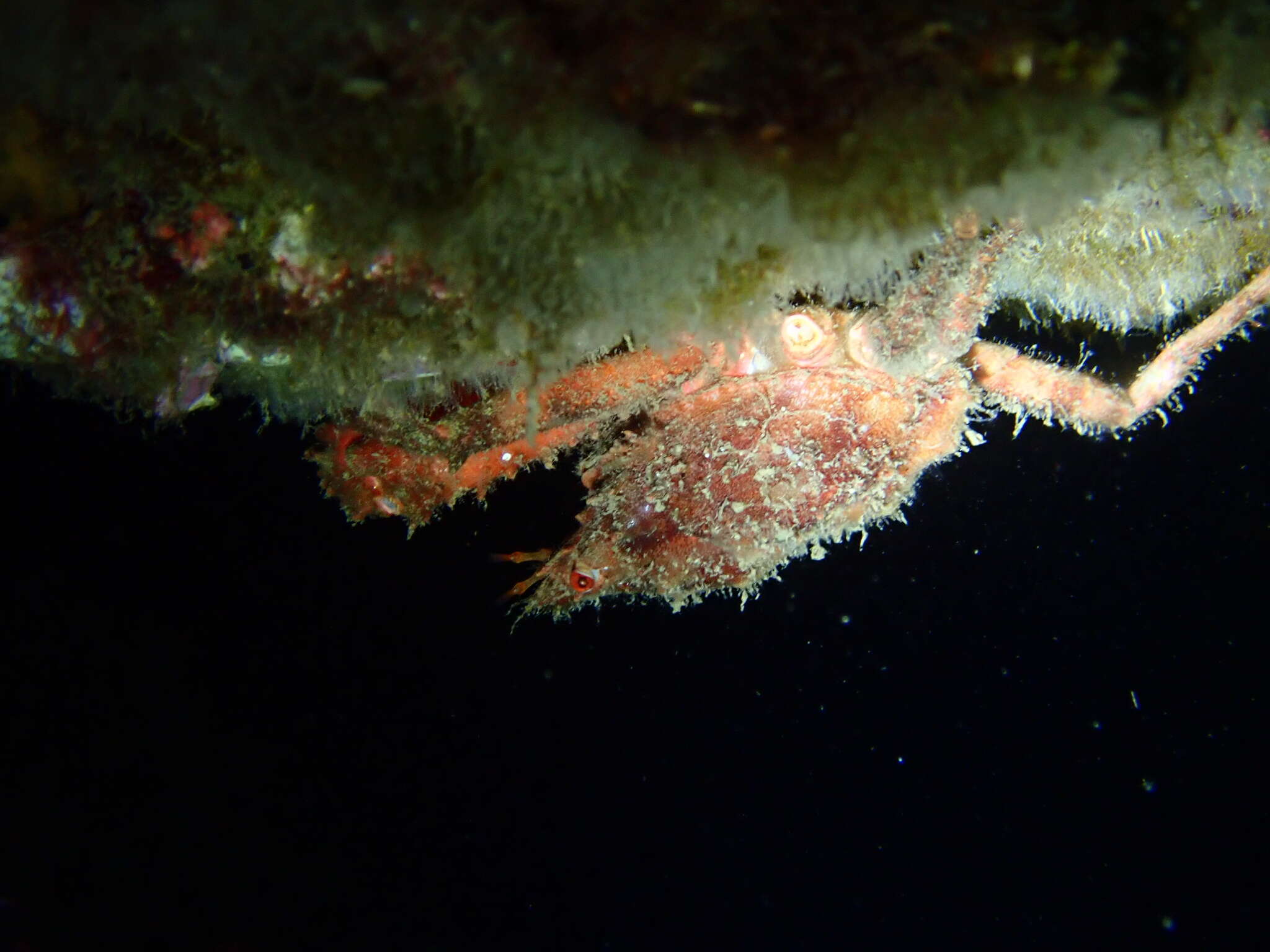 Image of rugose spider crab