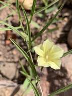 Imagem de Xenostegia tridentata subsp. angustifolia (Jacq.) J. Lejoly & S. Lisowski