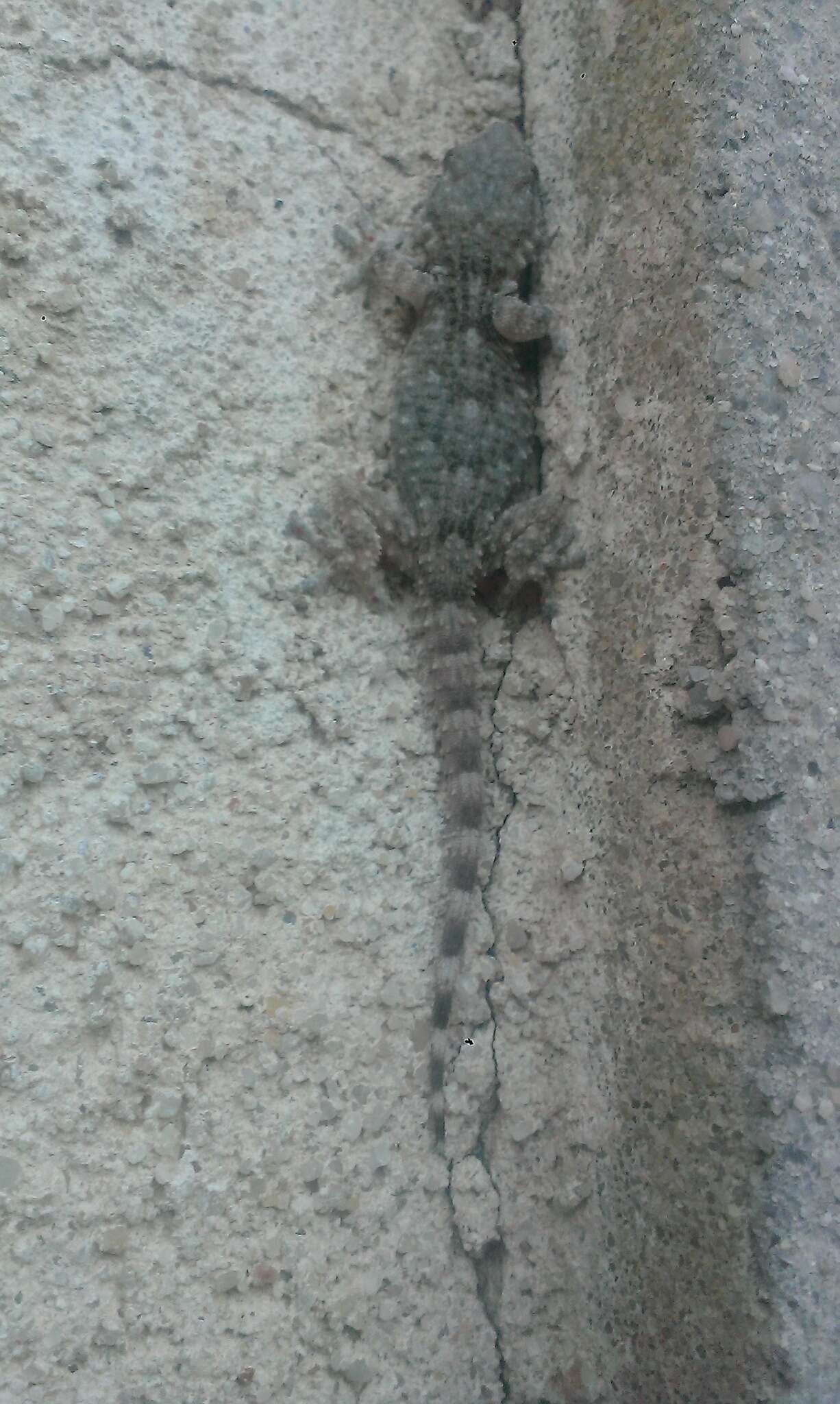 Image of Common Wall Gecko