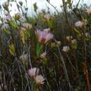 Image of Lampranthus caudatus L. Bol.