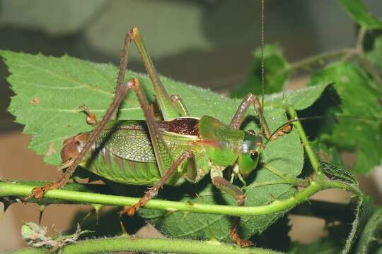 Plancia ëd Calliphona