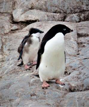 Image of Adelie Penguin