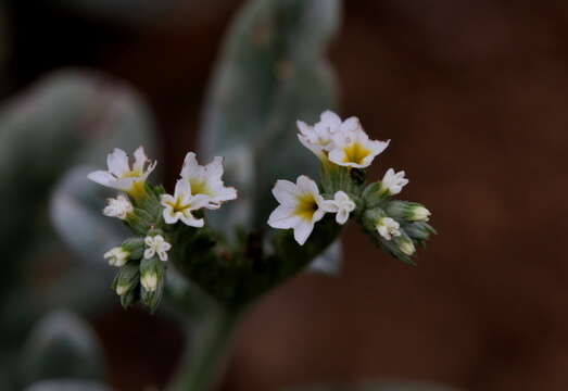 Image of Euploca ovalifolia (Forsk.) Diane & Hilger