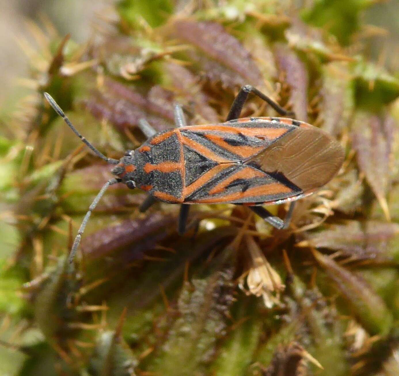 Image of Spilostethus rivularis (Germar & E. F. 1837)