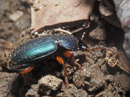 Слика од Ophonus (Hesperophonus) azureus (Fabricius 1775)