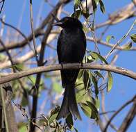 Image of Crested Drongo