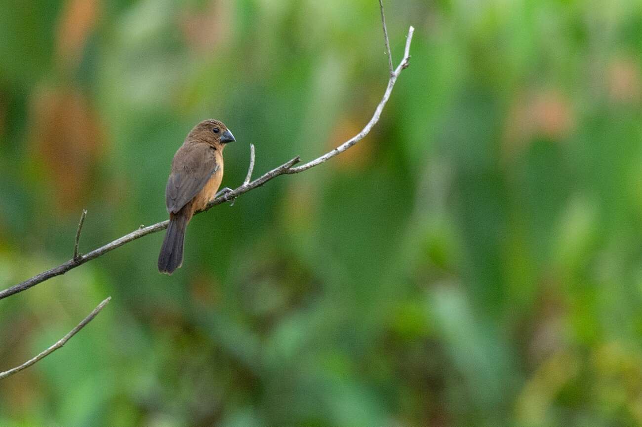 Image of Chestnut-bellied Seed Finch