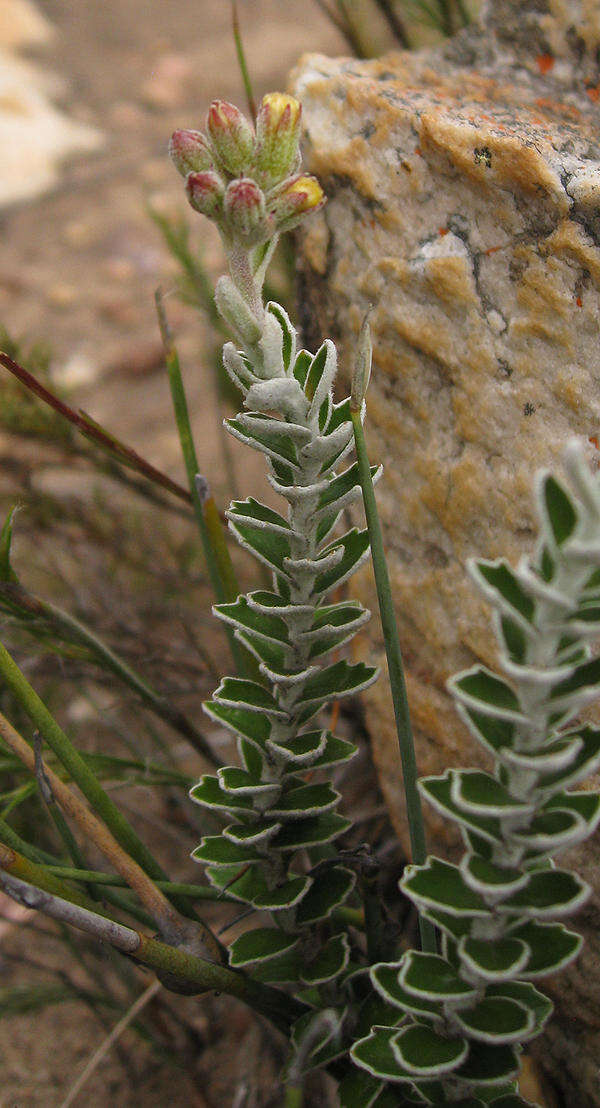 Image of Senecio pauciflosculosus C. Jeffrey