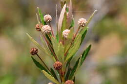 Image of Pancheria elegans Brongn. & Gris.