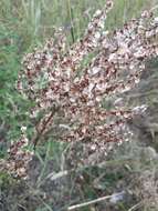 Imagem de Rumex turcomanicus (Rech. fil.) Czer.