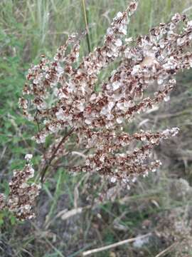 Sivun Rumex turcomanicus (Rech. fil.) Czer. kuva