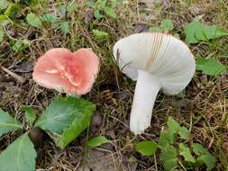 Image of Russula rubellipes Fatto 1998