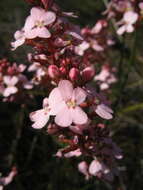 Image of Stylidium hesperium Wege