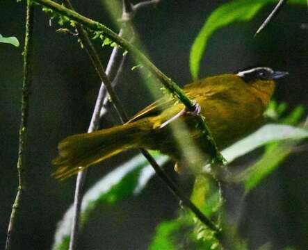 Image of Black-capped Hemispingus