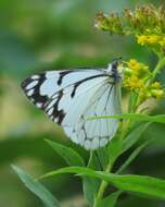 Image of Pine White