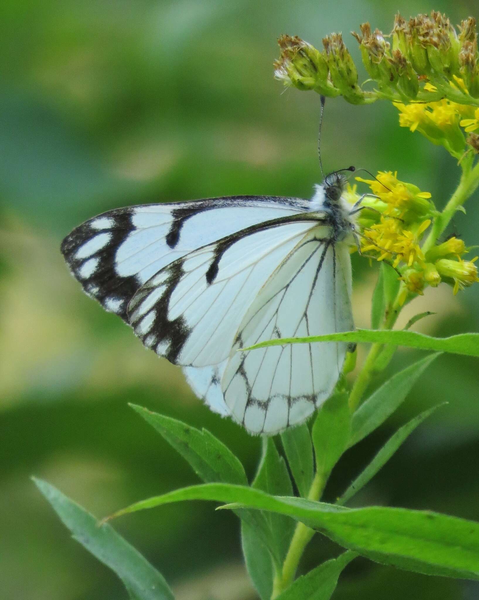 Image of Pine White