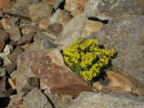 Image of granite draba