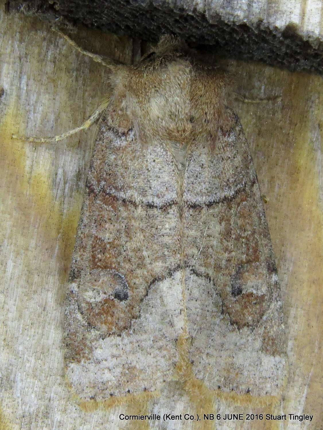 Image of Crocigrapha