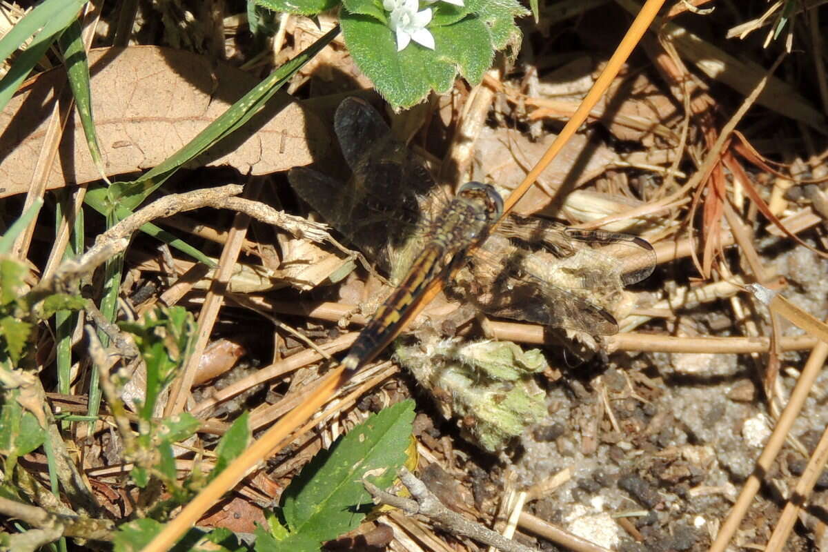 Image of Little Blue Dragonlet