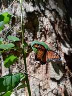 Imagem de Limenitis archippus obsoleta Edwards