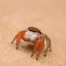 صورة Habronattus icenoglei (Griswold 1979)