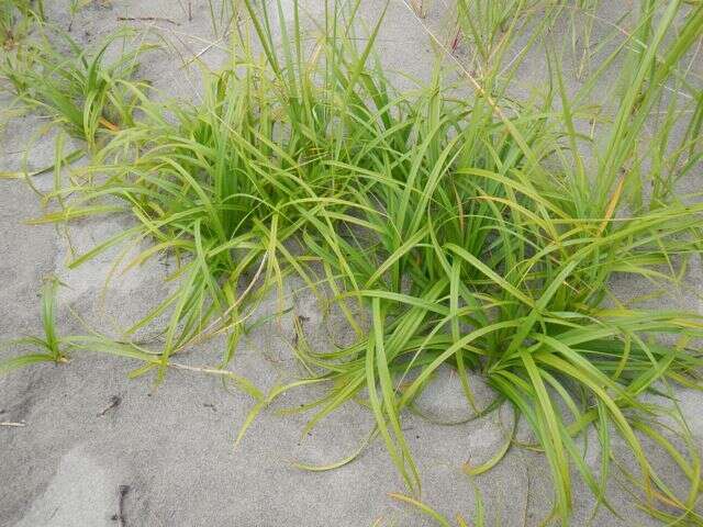 Image of largehead sedge