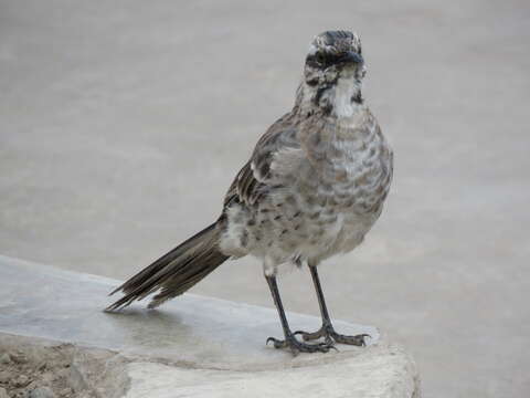 Image of Long-tailed Mockingbird