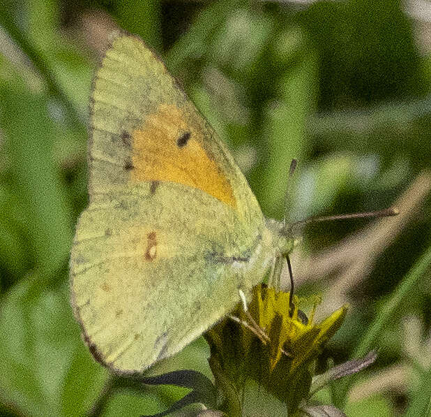 Image of <i>Colias <i>electo</i></i> electo