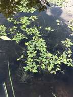 Image of waterthread pondweed