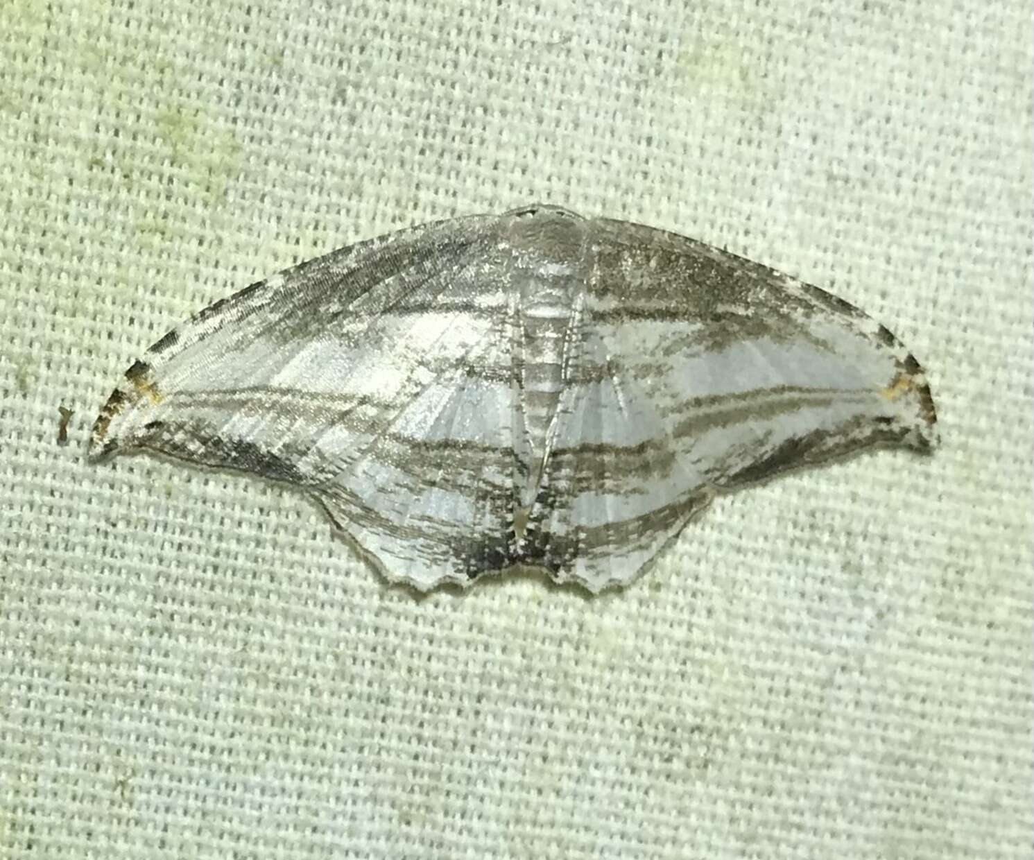 Sivun Morphomima fulvitacta Warren 1904 kuva