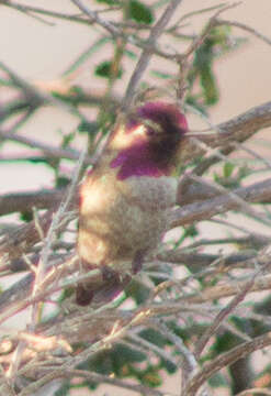 Image of Calypte Gould 1856