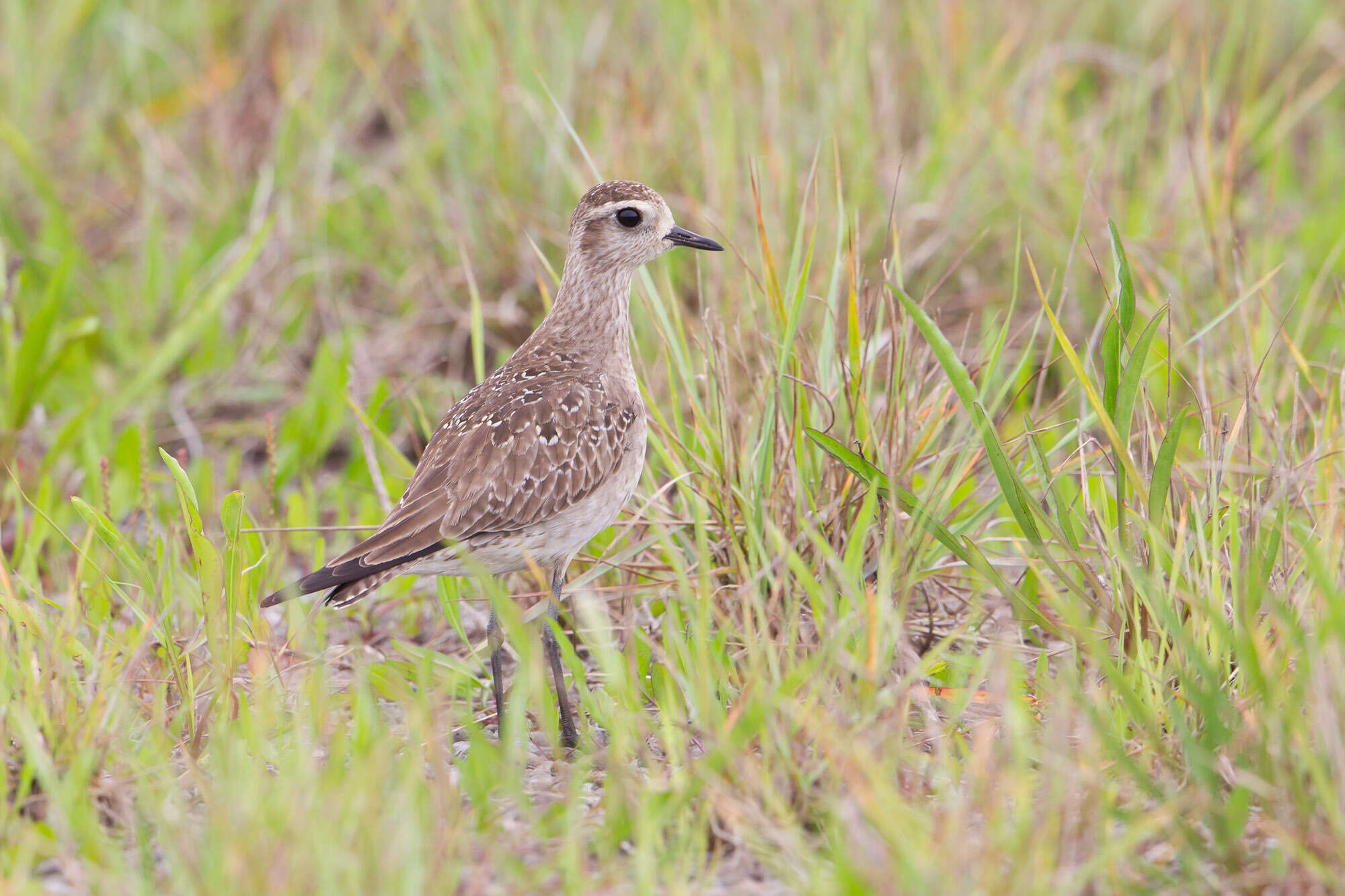 Image of American Golden Plover