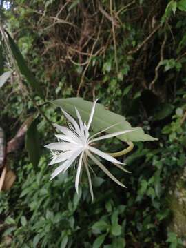 Image of Nightblooming Cactus