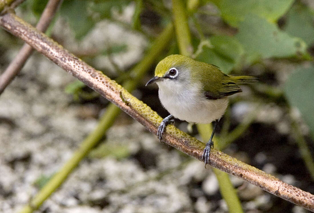 Image of Christmas Island White-eye