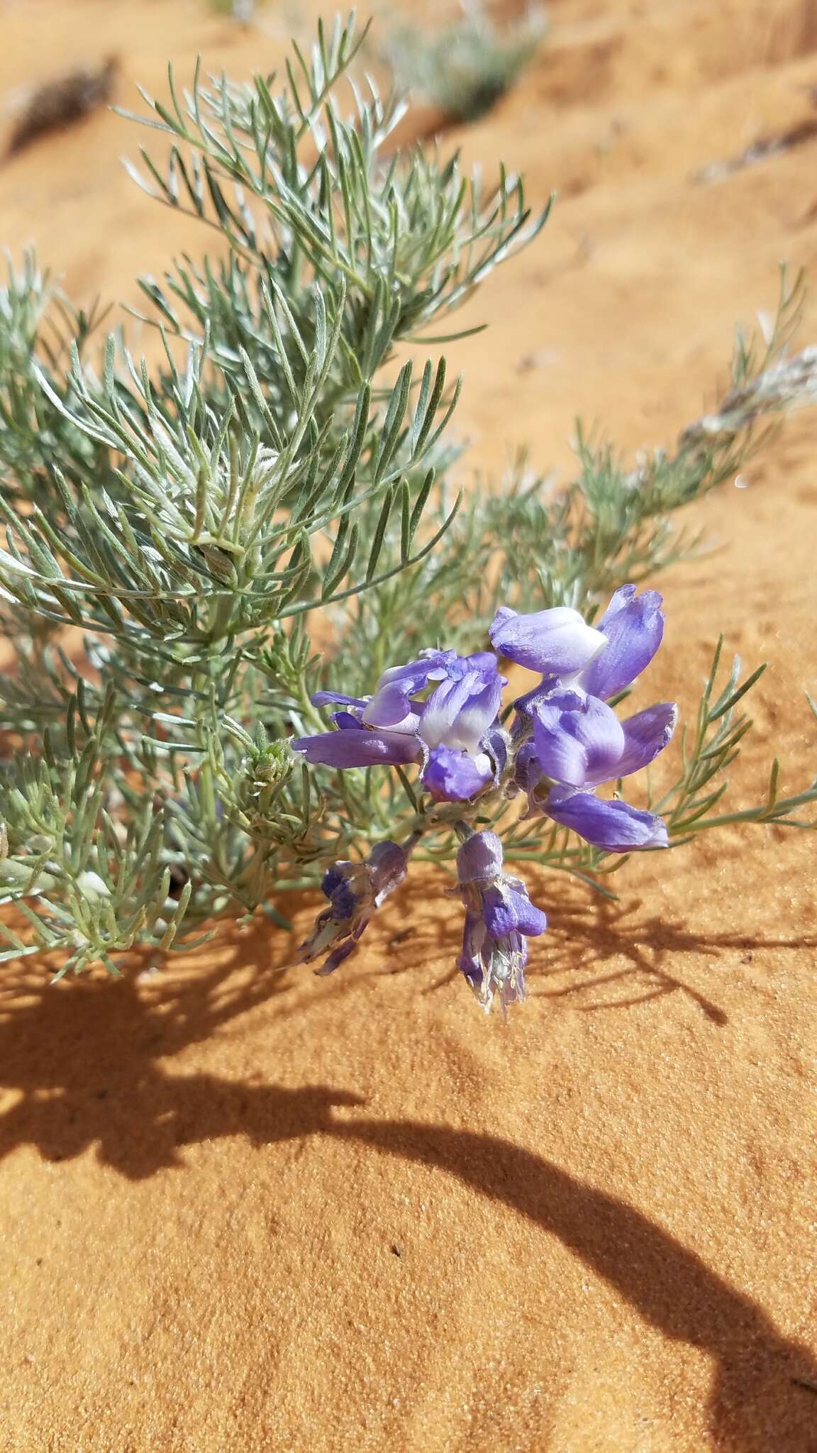 Слика од Sophora stenophylla A. Gray