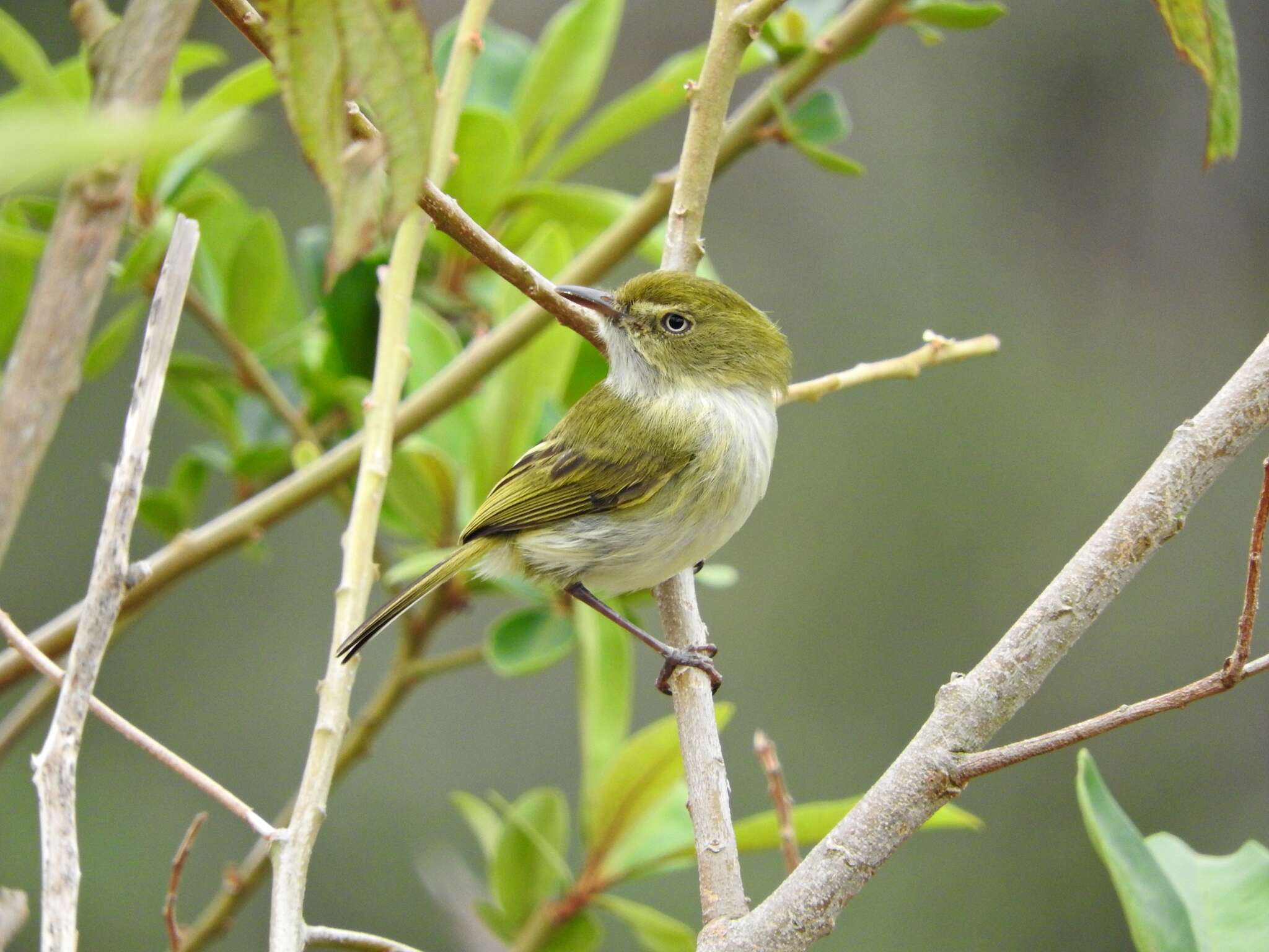 Imagem de Hemitriccus nidipendulus (Wied-Neuwied 1831)