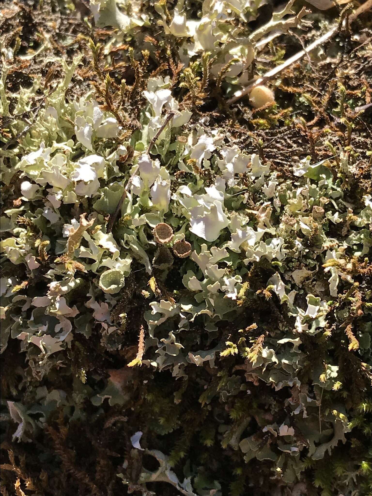 Image of Cladonia turgida Ehrh. ex Hoffm.