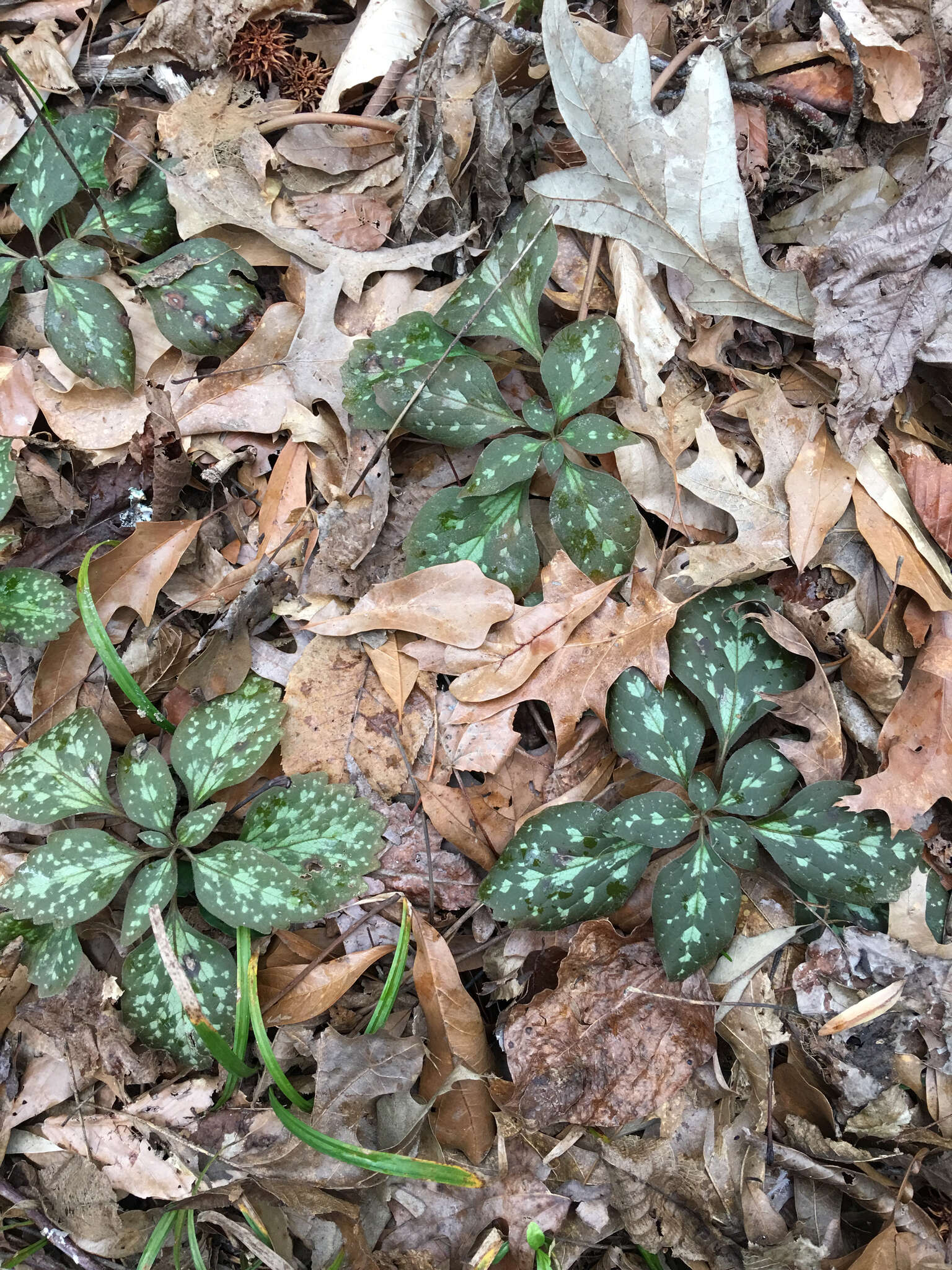 Image of Allegheny-spurge