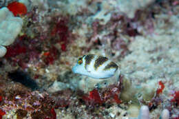 Слика од Canthigaster coronata (Vaillant & Sauvage 1875)