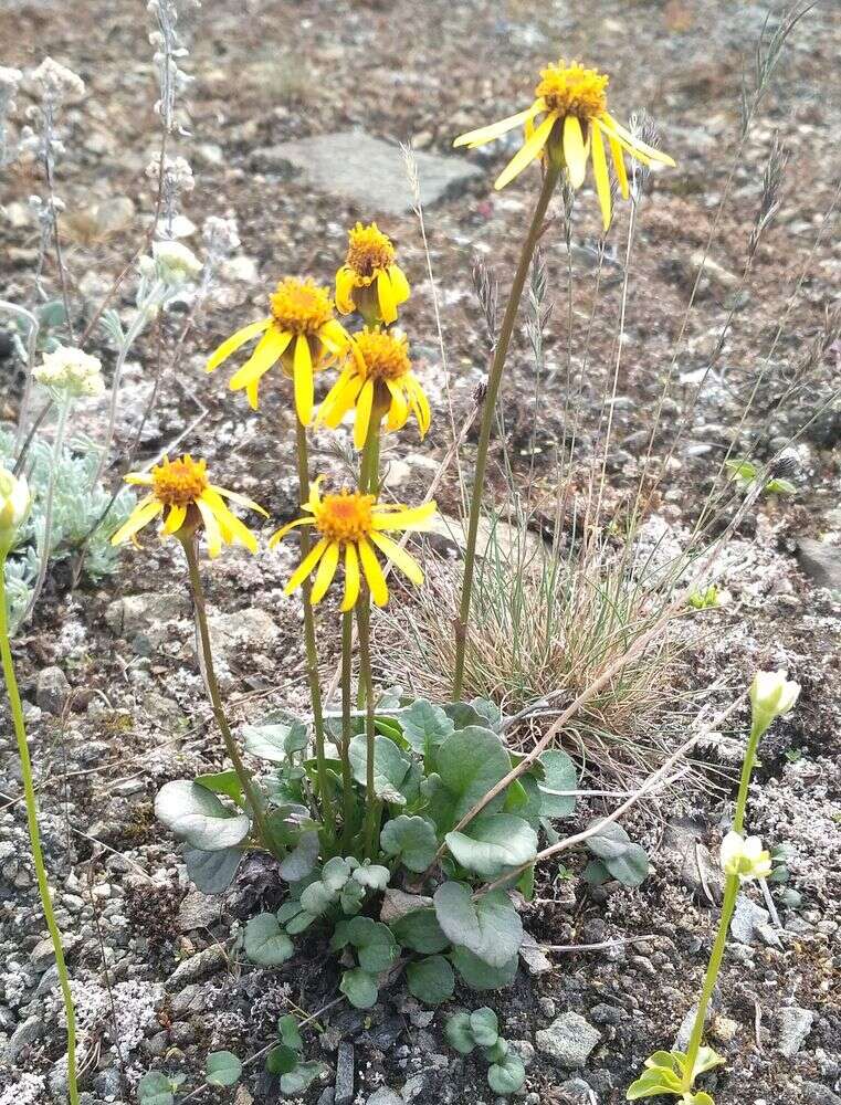 Image of northern groundsel